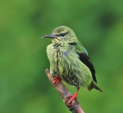 Red Legged  Honeycreeper  (f)